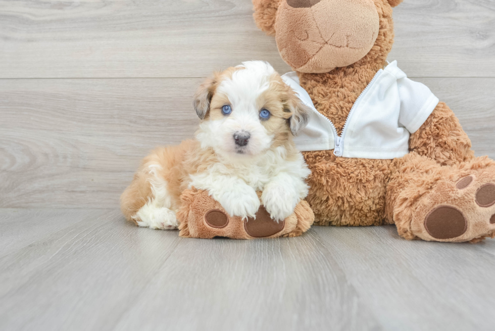 Small Mini Aussiedoodle Baby