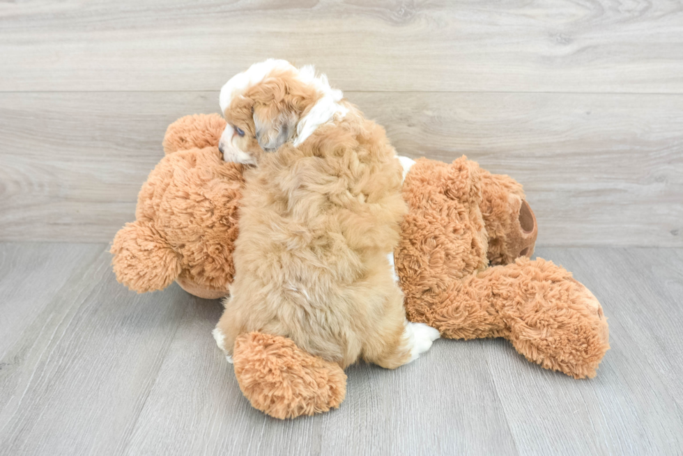 Smart Mini Aussiedoodle Poodle Mix Pup