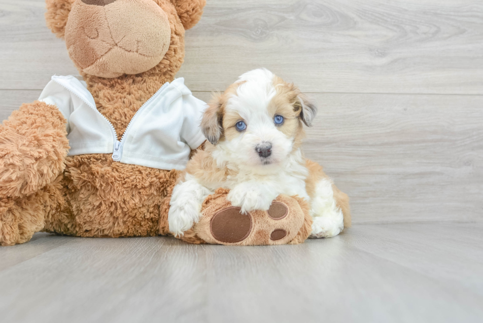 Best Mini Aussiedoodle Baby