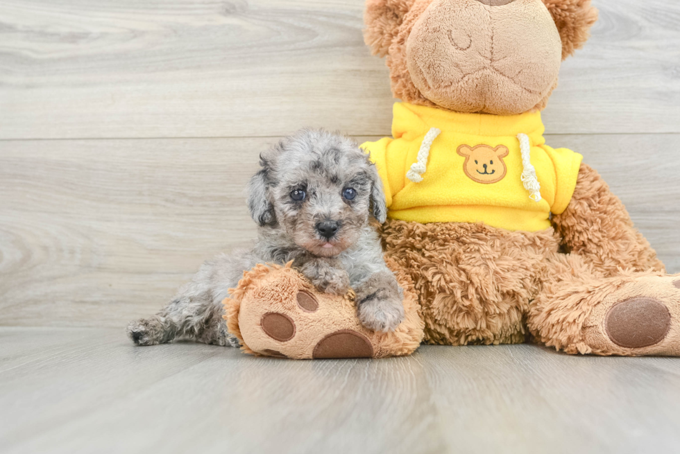 Popular Mini Aussiedoodle Poodle Mix Pup