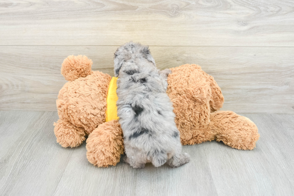 Friendly Mini Aussiedoodle Baby