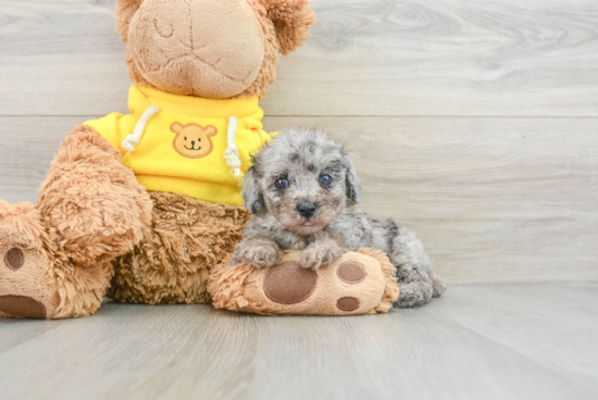 Mini Aussiedoodle Pup Being Cute