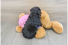 Hypoallergenic Aussiepoo Poodle Mix Puppy