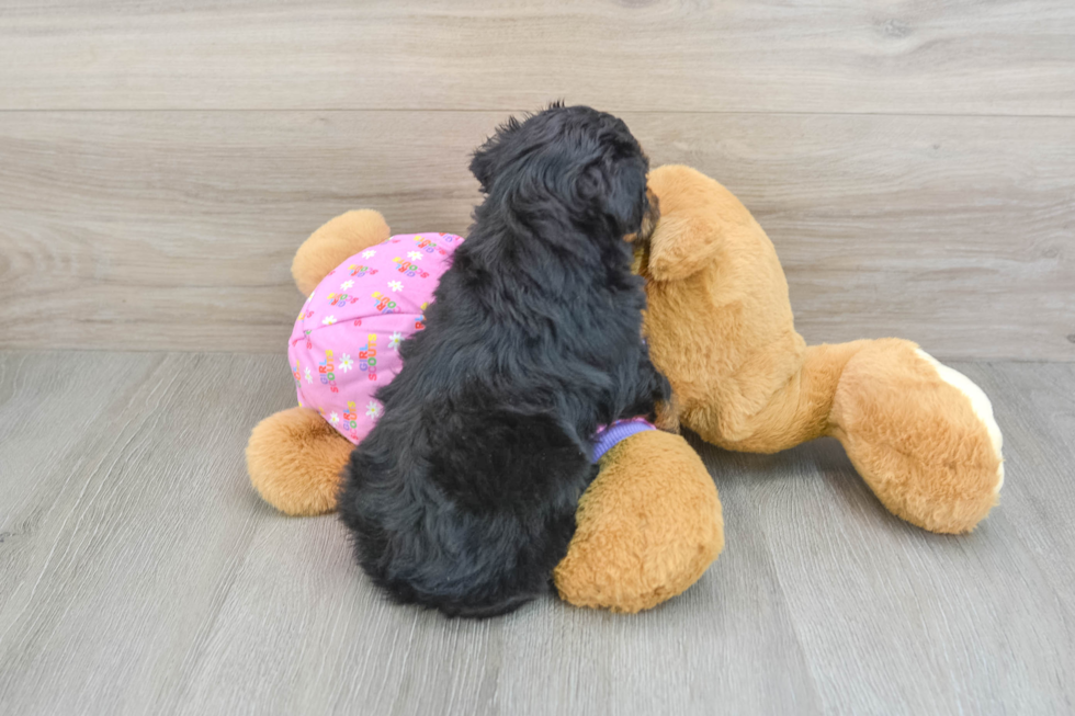 Hypoallergenic Aussiepoo Poodle Mix Puppy