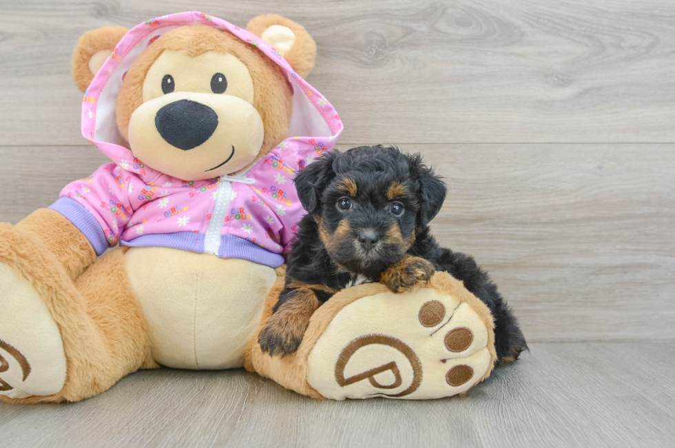 5 week old Mini Aussiedoodle Puppy For Sale - Premier Pups