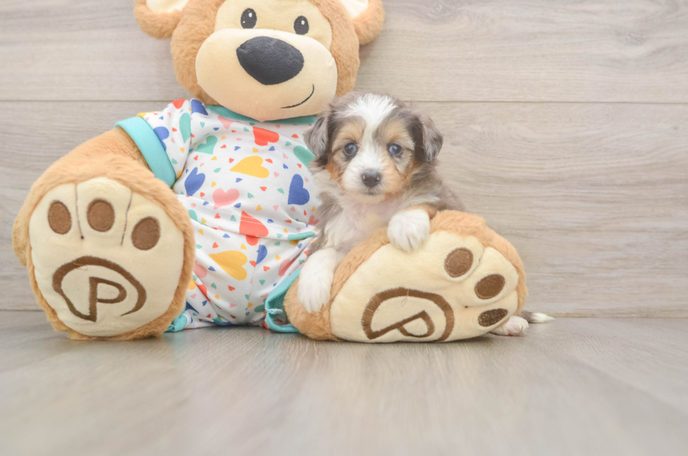 5 week old Mini Aussiedoodle Puppy For Sale - Premier Pups
