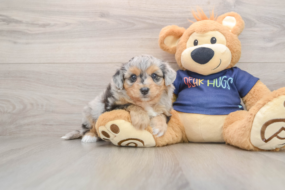 Happy Mini Aussiedoodle Baby