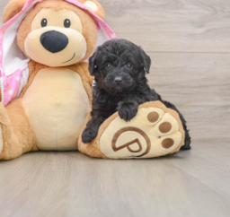 8 week old Mini Aussiedoodle Puppy For Sale - Premier Pups