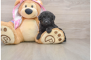 Happy Mini Aussiedoodle Baby