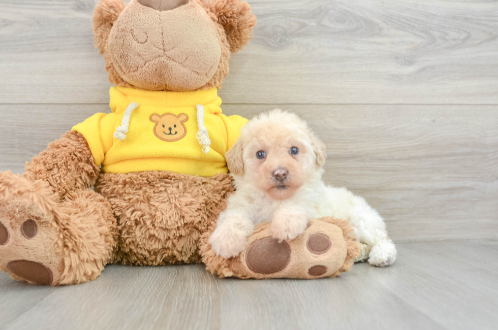 7 week old Mini Aussiedoodle Puppy For Sale - Premier Pups