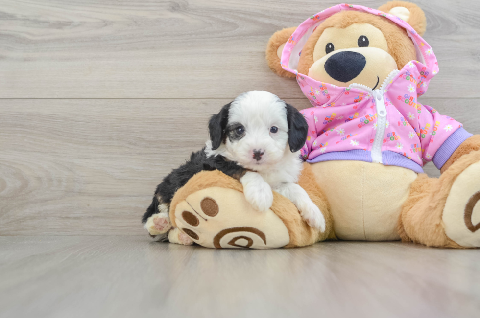 6 week old Mini Aussiedoodle Puppy For Sale - Premier Pups