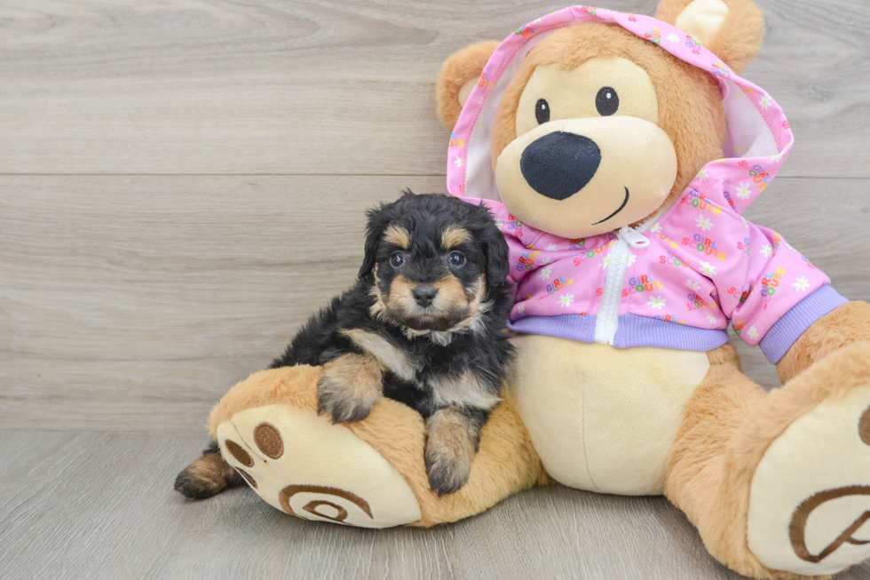 Best Mini Aussiedoodle Baby