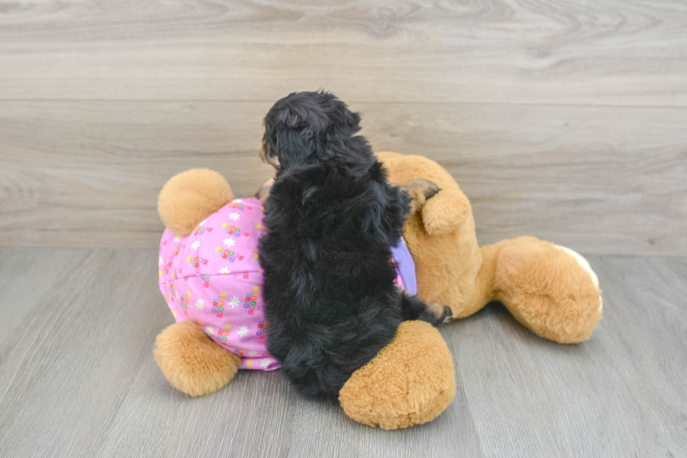 Smart Mini Aussiedoodle Poodle Mix Pup