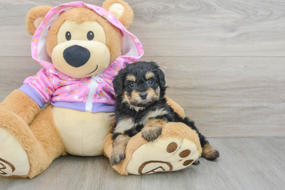 Best Mini Aussiedoodle Baby