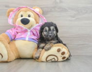 8 week old Mini Aussiedoodle Puppy For Sale - Premier Pups