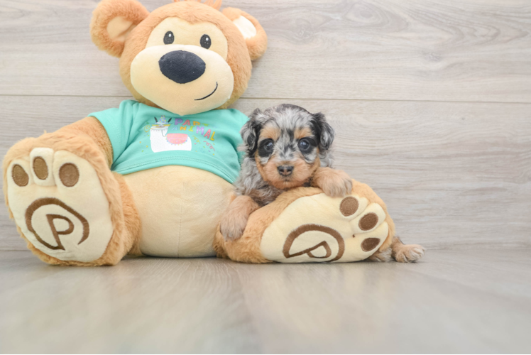 Mini Aussiedoodle Pup Being Cute