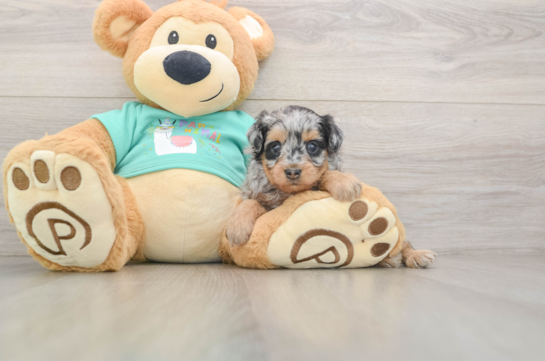 Mini Aussiedoodle Pup Being Cute