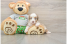 Little Mini Aussiepoo Poodle Mix Puppy