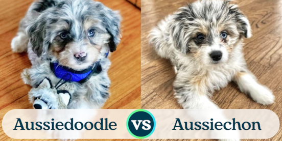 Mini Aussiedoodle vs Aussiechon Comparison