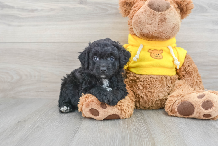 Small Mini Aussiedoodle Baby