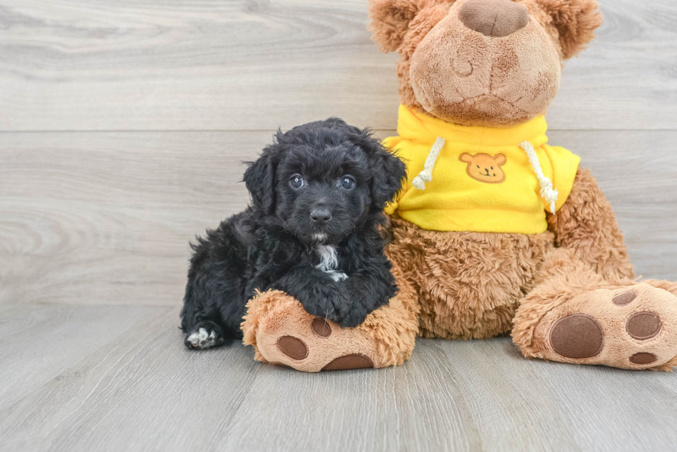 Small Mini Aussiedoodle Baby