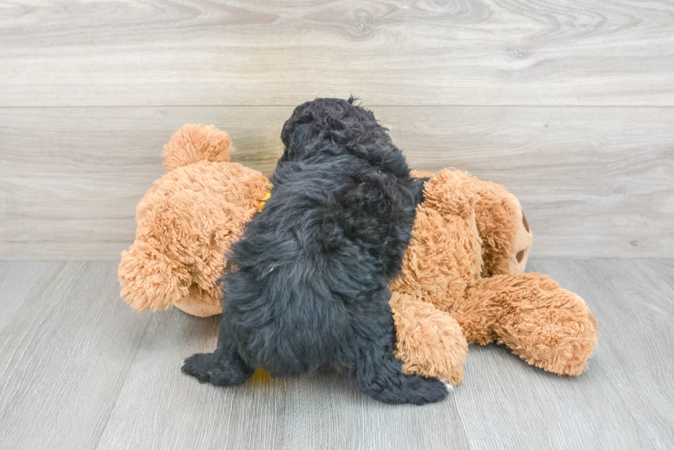 Mini Aussiedoodle Pup Being Cute