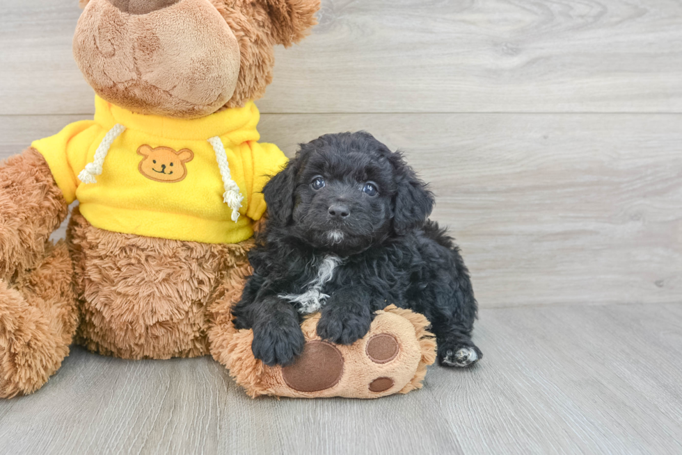 Hypoallergenic Aussiepoo Poodle Mix Puppy