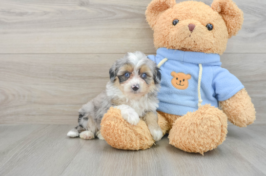 Petite Mini Aussiedoodle Poodle Mix Pup