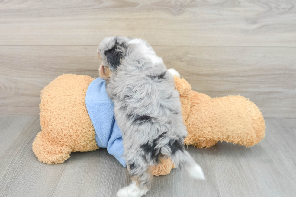 Mini Aussiedoodle Puppy for Adoption