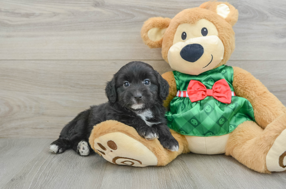 5 week old Mini Aussiedoodle Puppy For Sale - Premier Pups