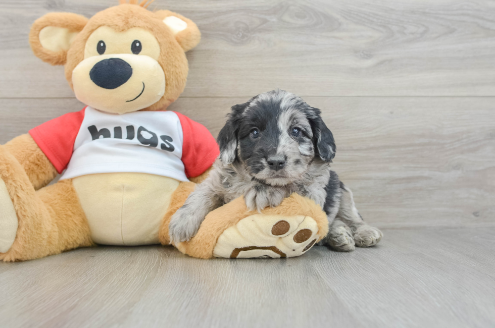 6 week old Mini Aussiedoodle Puppy For Sale - Premier Pups