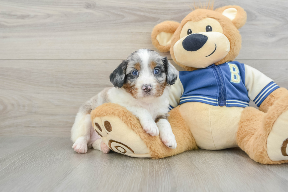 Small Mini Aussiedoodle Baby