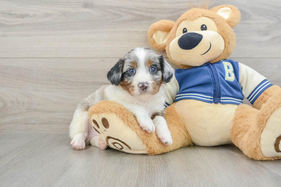 6 week old Mini Aussiedoodle Puppy For Sale - Premier Pups