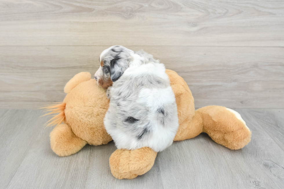 Mini Aussiedoodle Puppy for Adoption