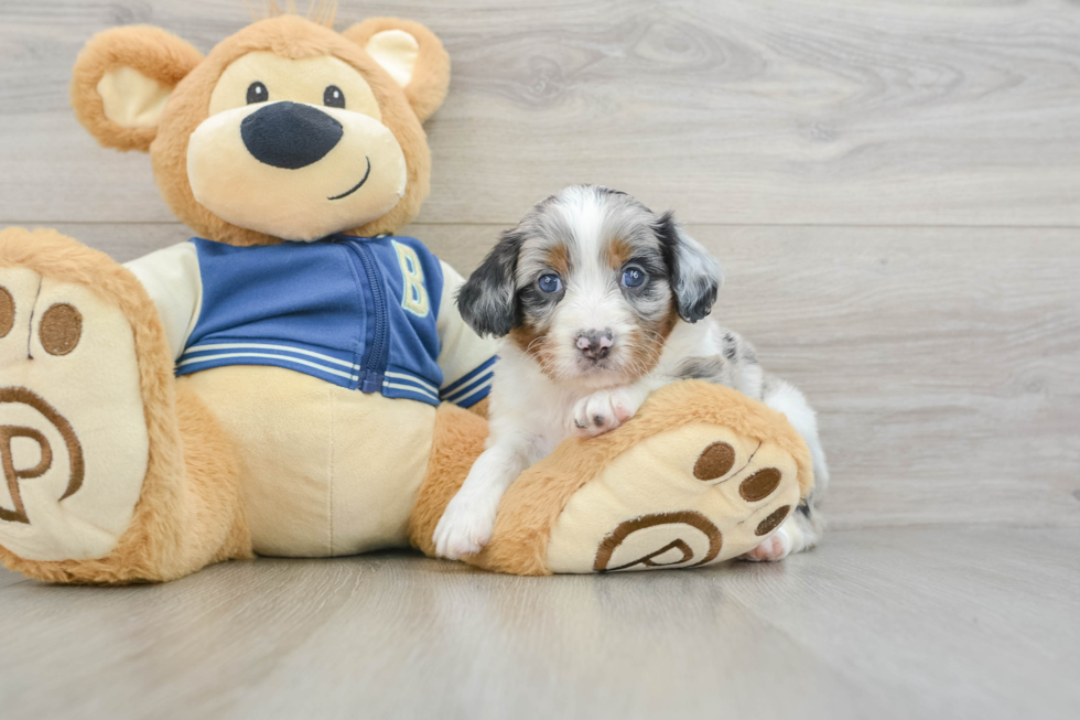 Petite Mini Aussiedoodle Poodle Mix Pup