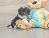 7 week old Mini Aussiedoodle Puppy For Sale - Premier Pups