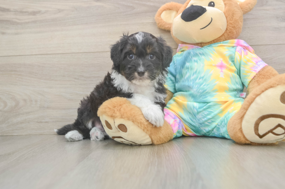 5 week old Mini Aussiedoodle Puppy For Sale - Premier Pups