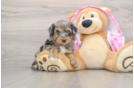 Mini Aussiedoodle Puppy for Adoption