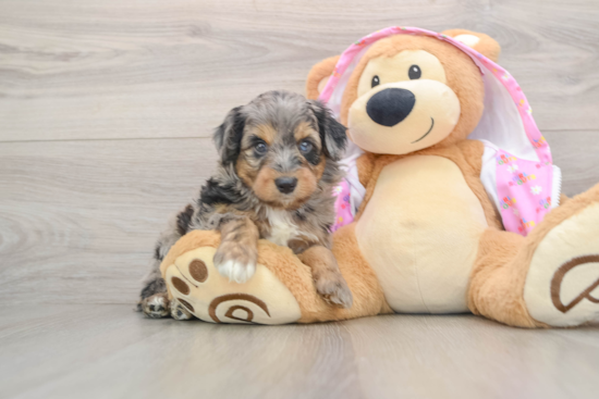 Mini Aussiedoodle Puppy for Adoption