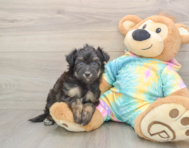 6 week old Mini Aussiedoodle Puppy For Sale - Premier Pups
