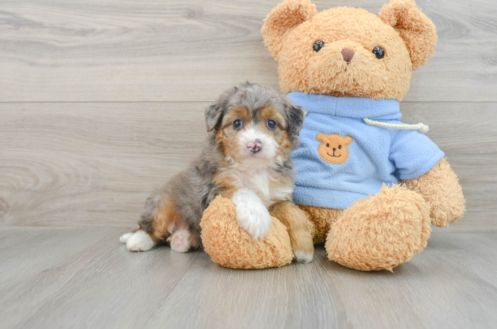 6 week old Mini Aussiedoodle Puppy For Sale - Premier Pups