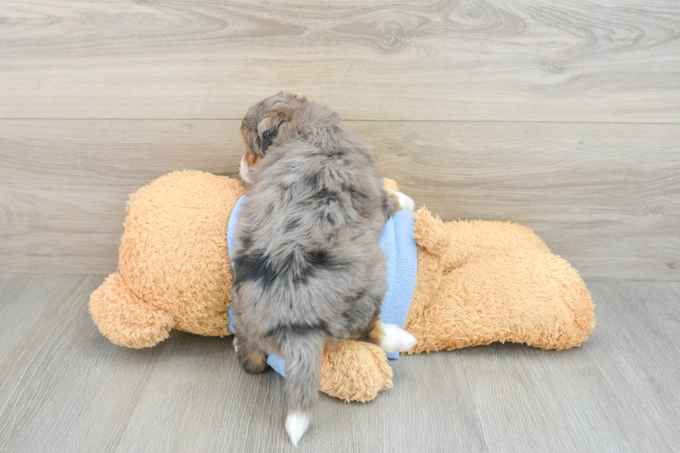 Small Mini Aussiedoodle Baby