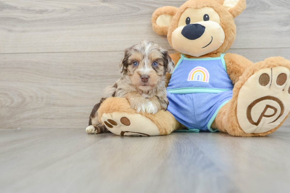 Mini Aussiedoodle Puppy for Adoption