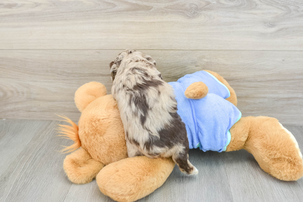 Funny Mini Aussiedoodle Poodle Mix Pup