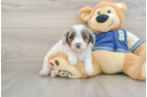 Mini Aussiedoodle Puppy for Adoption