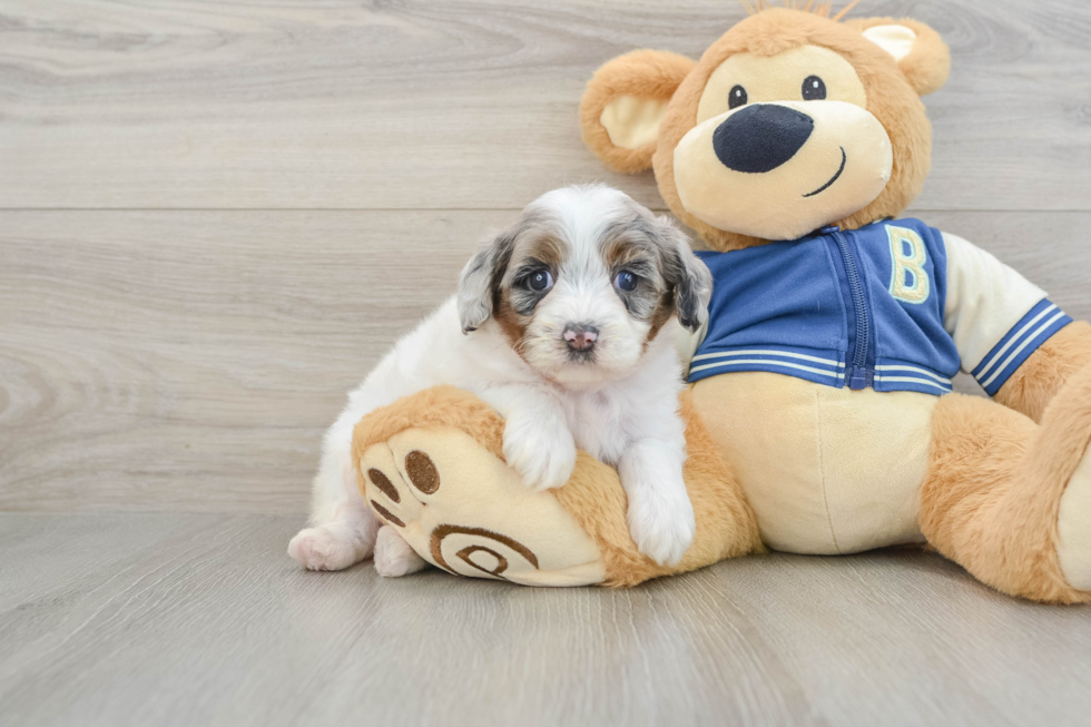 Mini Aussiedoodle Puppy for Adoption