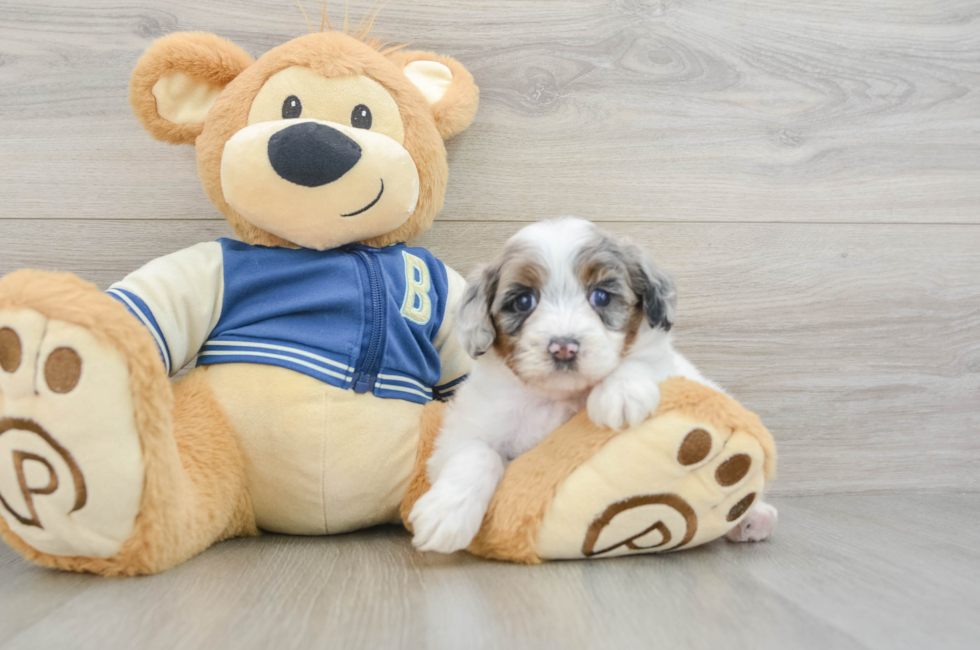 5 week old Mini Aussiedoodle Puppy For Sale - Premier Pups