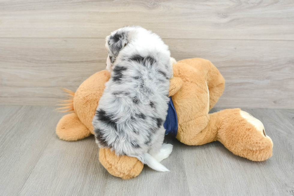 Happy Mini Aussiedoodle Baby