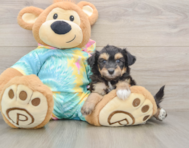 6 week old Mini Aussiedoodle Puppy For Sale - Premier Pups