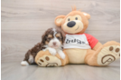 Best Mini Aussiedoodle Baby